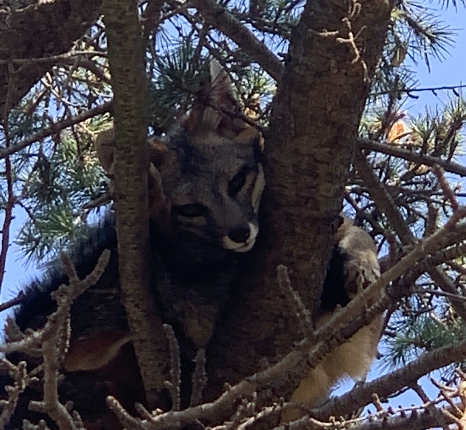 What a fox